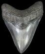 Large, Fossil Megalodon Tooth #64774-1